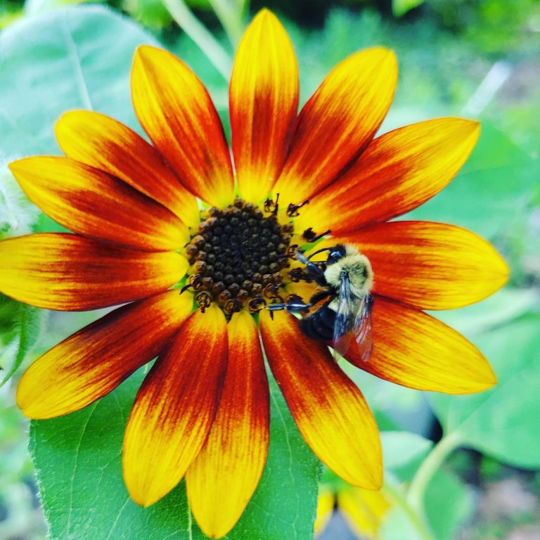 Indigenous pollinators and  flowers at swash Manor c1926 in Myrtle Beach South Carolina.