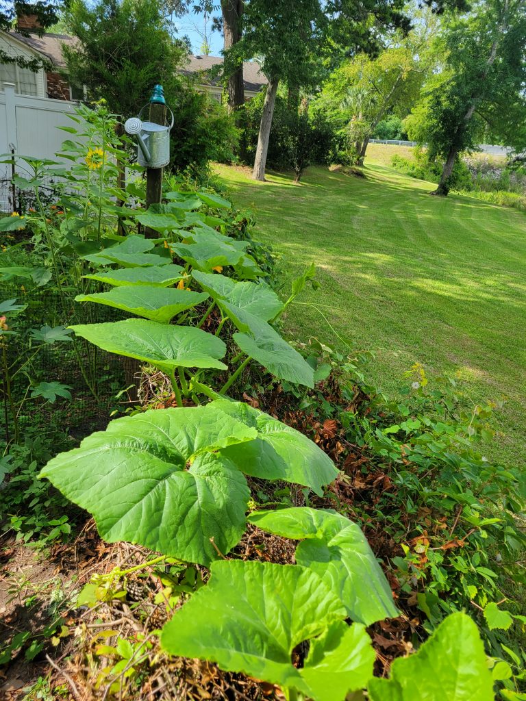 Garden v2022